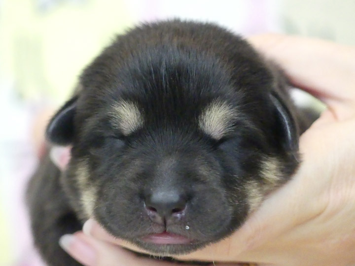chinook puppy